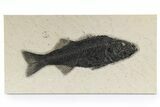 Beautiful Fish Fossil (Mioplosus) - Uncommon Species #342474-1